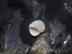 Vanikoro sigaretiformis