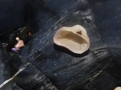 Striarca pisolina