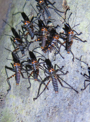 Tropidacris cristata