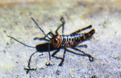 Tropidacris cristata