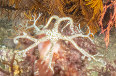 Conocladus australis