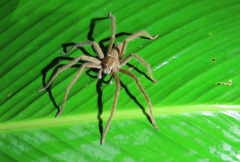 Cupiennius salei