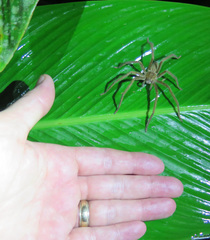 Cupiennius salei