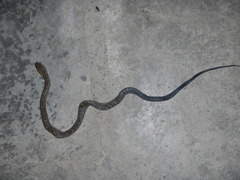 Drymarchon melanurus