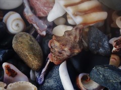 Phycothais reticulata