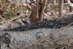 Jackrogersella cohaerens