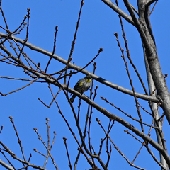Setophaga coronata
