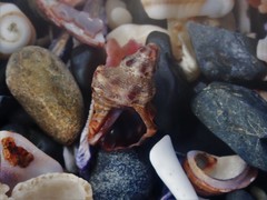 Phycothais reticulata