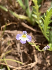Downingia ornatissima