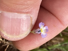 Downingia ornatissima