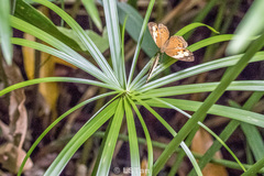 Cupha erymanthis lotis