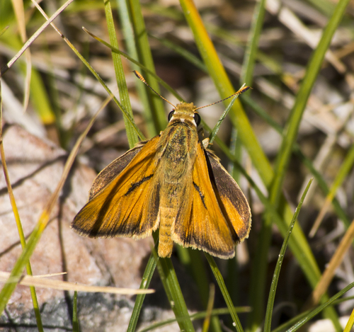 Yuma Skipper
