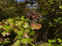 Viburnum deamii