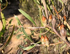 Hakea ulicina
