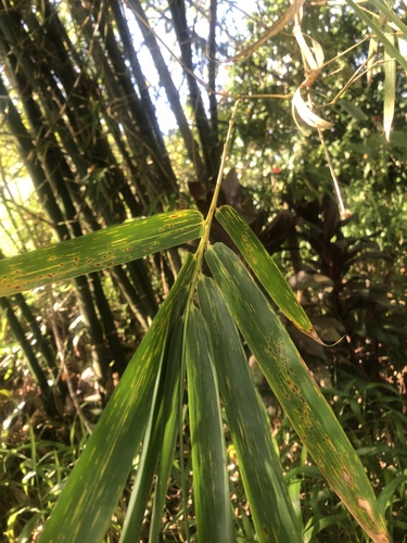 Bambusa vulgaris observed 2022-03-15