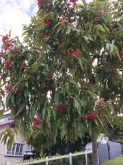 Corymbia ptychocarpa