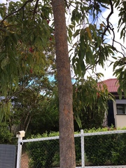 Corymbia ptychocarpa