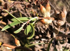 Hakea ulicina