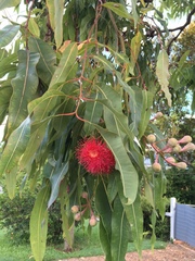 Corymbia ptychocarpa