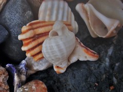 Coralliophila squamosissima