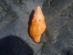 Nodopelagia brazieri