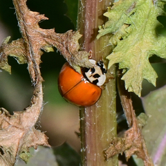 Harmonia axyridis