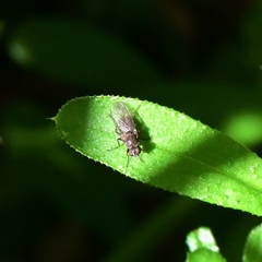 Acalyptratae