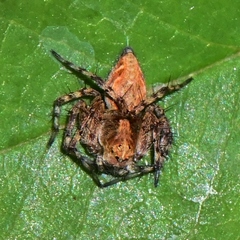 Oxyopes scalaris