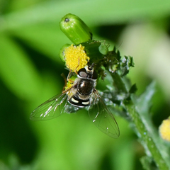 Eupeodes volucris