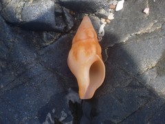 Nodopelagia brazieri