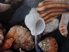 Coralliophila squamosissima