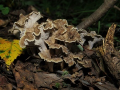 Craterellus cinereus