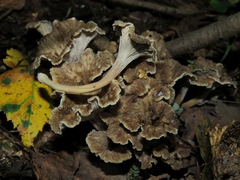 Craterellus cinereus