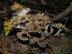 Craterellus cinereus