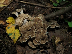 Craterellus cinereus