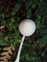 Entoloma albidosimulans