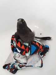 Strepera versicolor arguta