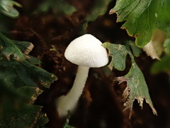 Entoloma albidosimulans