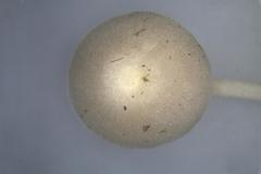 Entoloma albidosimulans