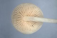 Entoloma albidosimulans