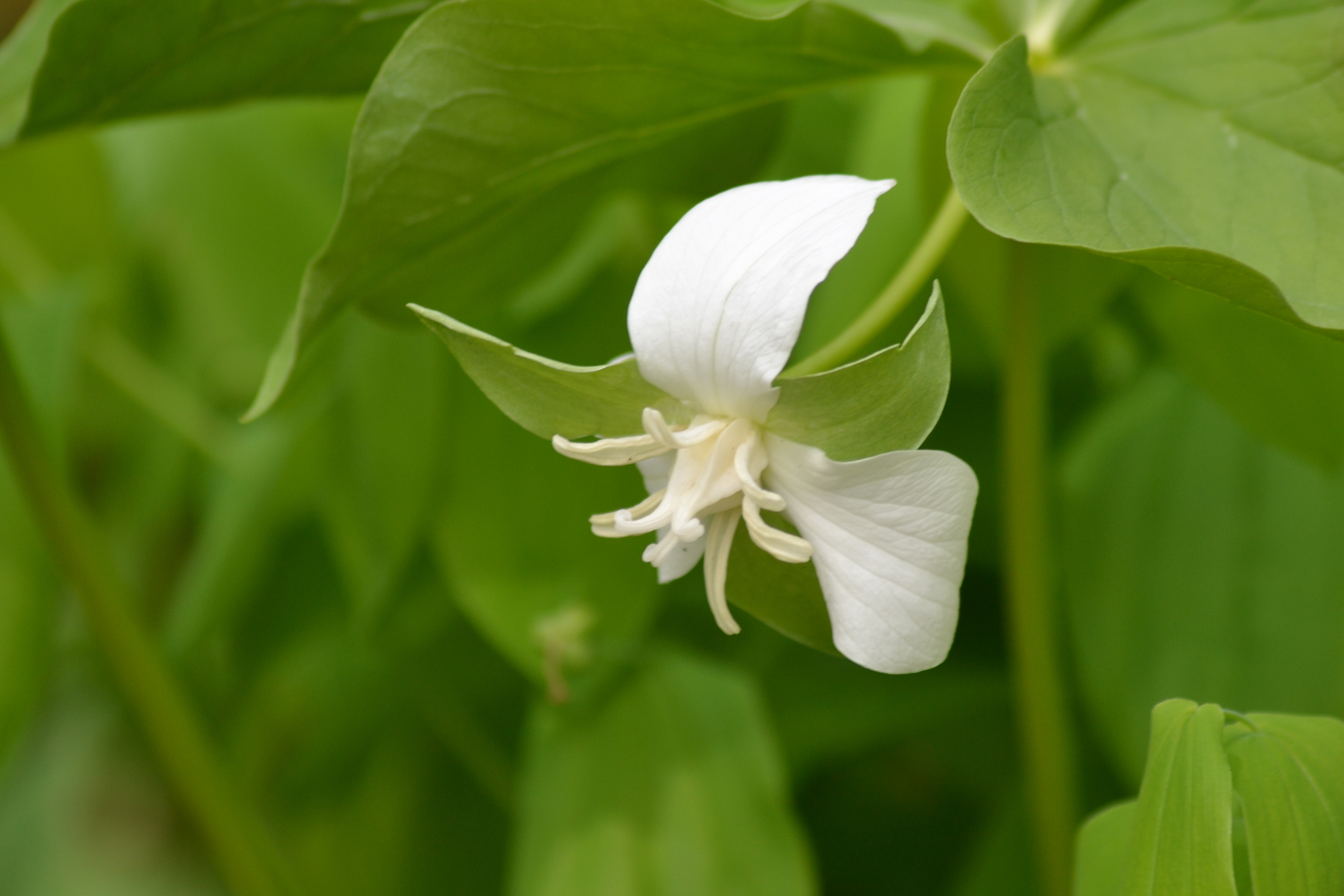Trillium flexipes