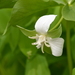 Drooping Trillium - Photo (c) Joseph Kurtz, some rights reserved (CC BY-NC)