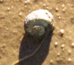 Amphibola crenata
