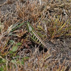 Kosciuscola tasmanicus