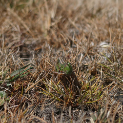 Kosciuscola tasmanicus