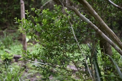 Myrcianthes fragrans