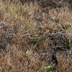 Kosciuscola tasmanicus