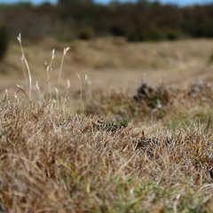 Kosciuscola tasmanicus