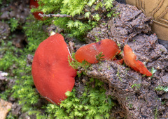 Melastiza cornubiensis