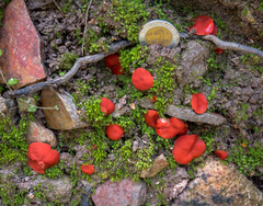 Melastiza cornubiensis